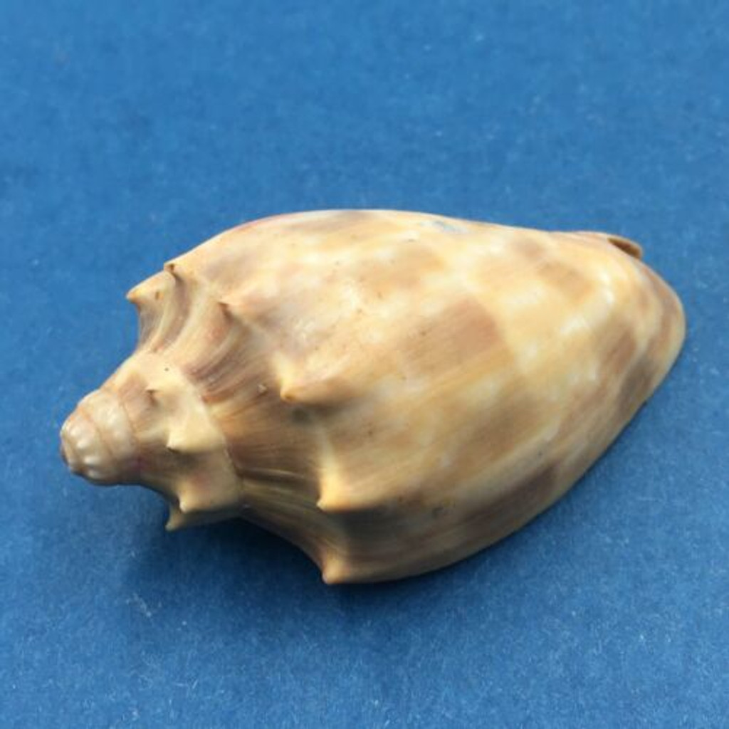 #7 Cymbiola nivosa oblita 46mm Port Hedland, Western Australia Volutidae