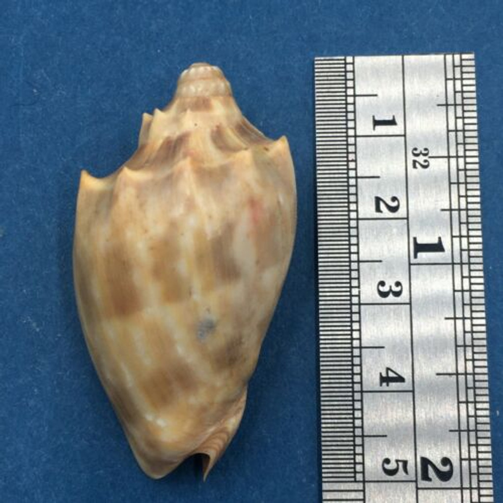 #7 Cymbiola nivosa oblita 46mm Port Hedland, Western Australia Volutidae