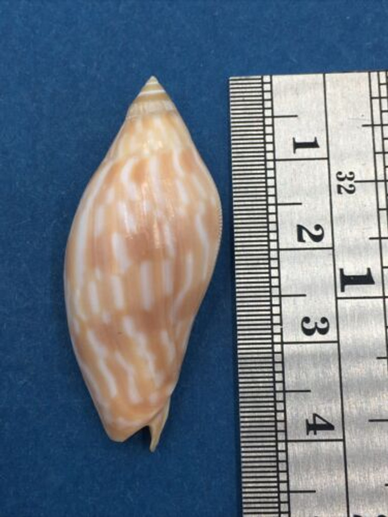 #2 Amoria Guttata 38.1mm Capricorn Channel Queensland Australia