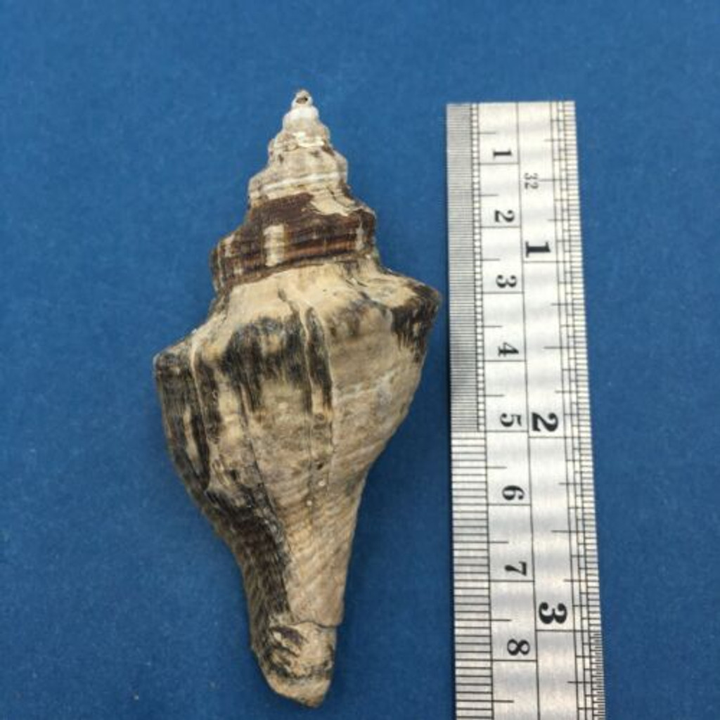 #9 Pugilina Morio 79mm W/O Periostracum Mouth Of Rio Macapa, Piaui, Brazil