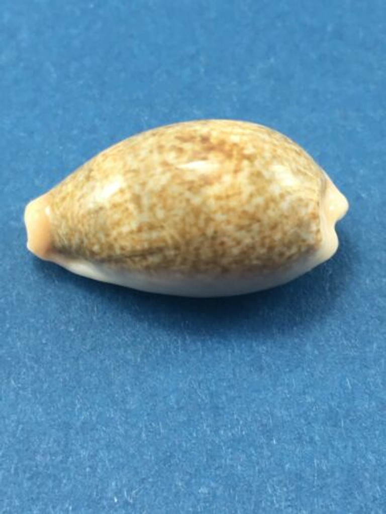 #1 26.6mm Cypraea (Erronea) Errones Culion, Palawan, Philippines Collected 1977