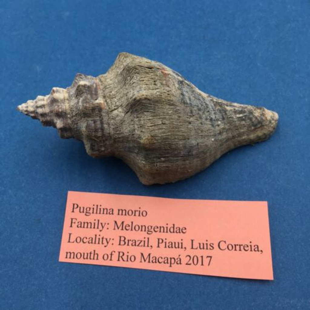 #6 Pugilina Morio 88mm W/O Periostracum Mouth Of Rio Macapa, Piaui, Brazil