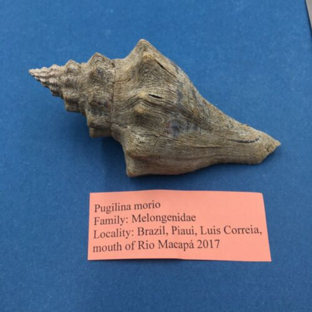 #3 Pugilina Morio 97mm W/O Periostracum Mouth Of Rio Macapa, Piaui, Brazil