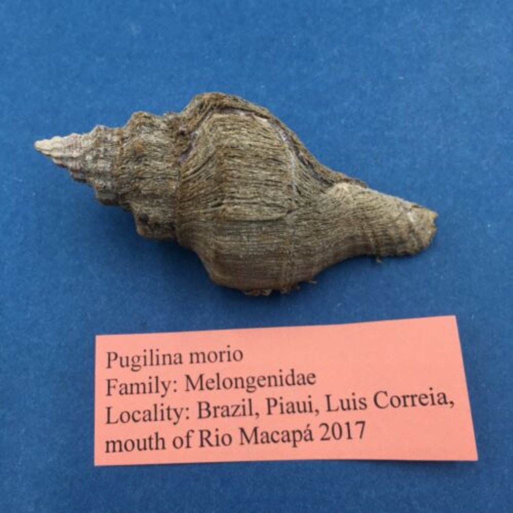 #2 Pugilina Morio 73mm W/O Periostracum Mouth Of Rio Macapa, Piaui, Brazil
