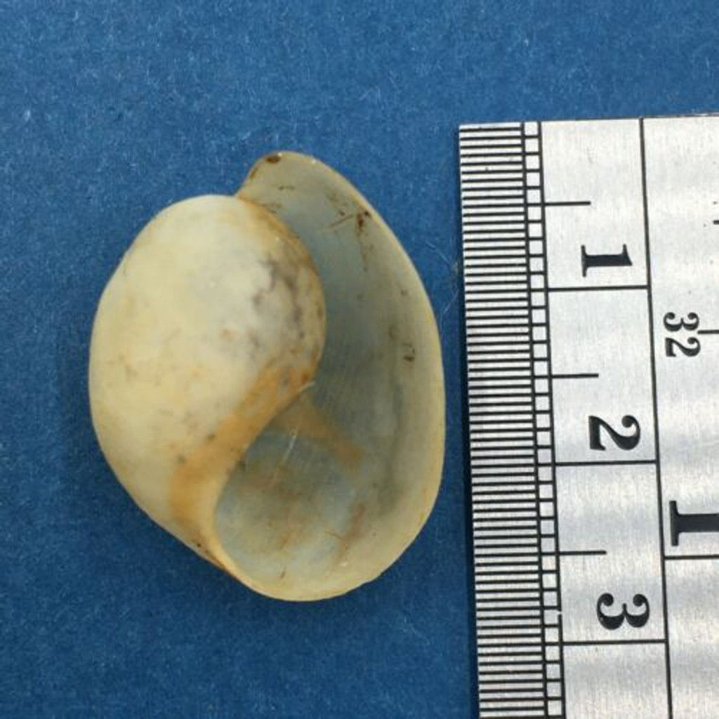 #1 Haminoea zelandiae 23.6mm New Zealand