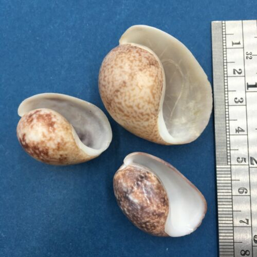 #3 Bulla ampulla Set x3 30.9-39mm Shallow Grass Beds Batangas, Philippines