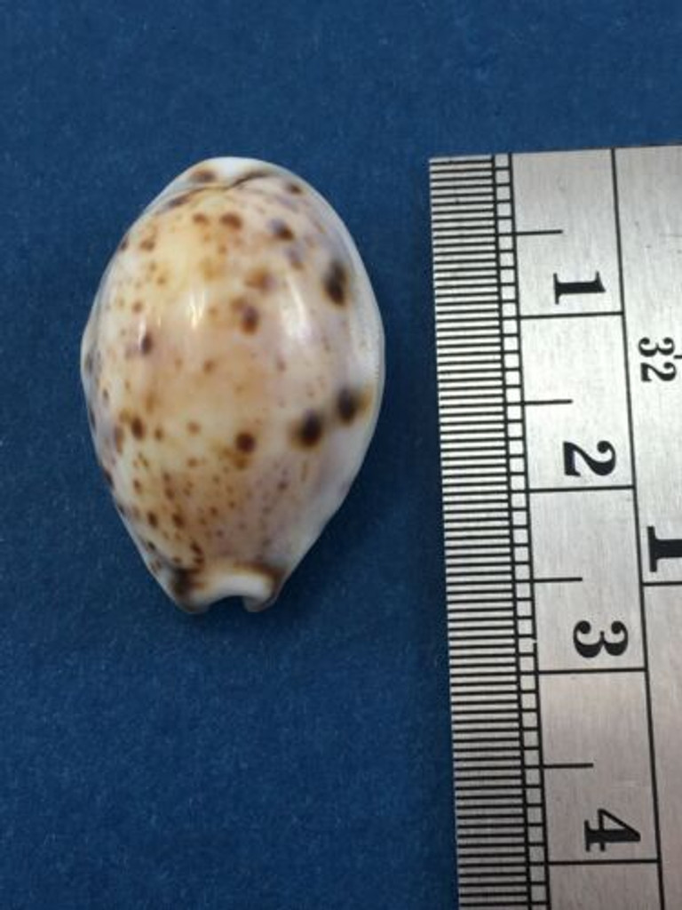 #1 Cypraea (Lyncina) lynx 25mm Dwarf Brisk Island, Queensland Australia