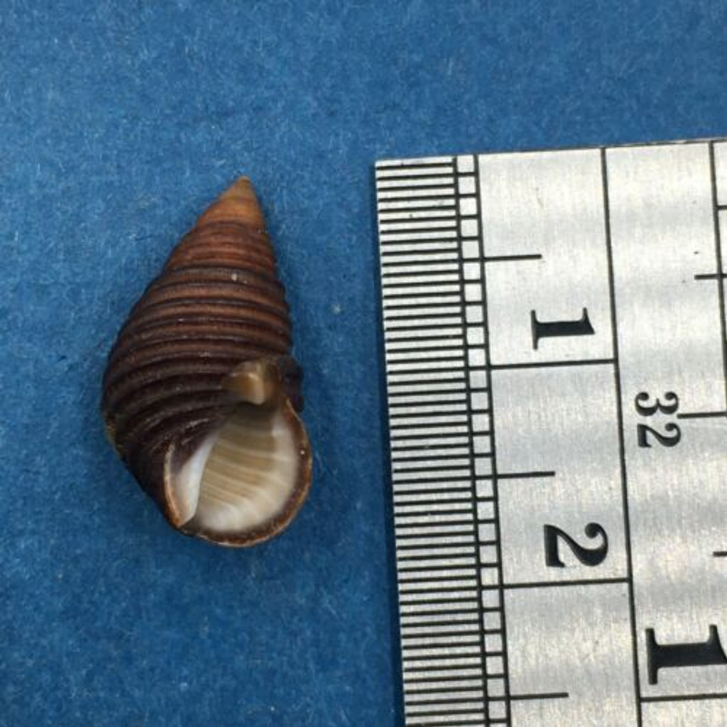 #1 Planaxis planicostatus 17.5mm Tabago Island, W. Panama