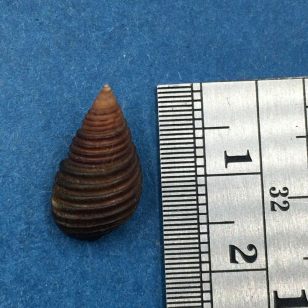 #1 Planaxis planicostatus 17.5mm Tabago Island, W. Panama