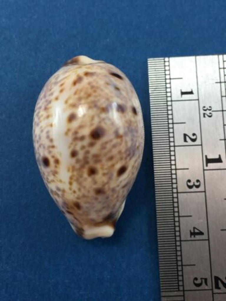 #13 Cypraea (Lyncina) lynx 37.6mm Gould Reef, Great Barrier Reef, Australia