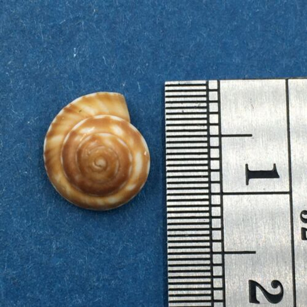 Psilaxis radiatus 10.1mm Ponta Da Barra In Beach Drift Architectonicidae