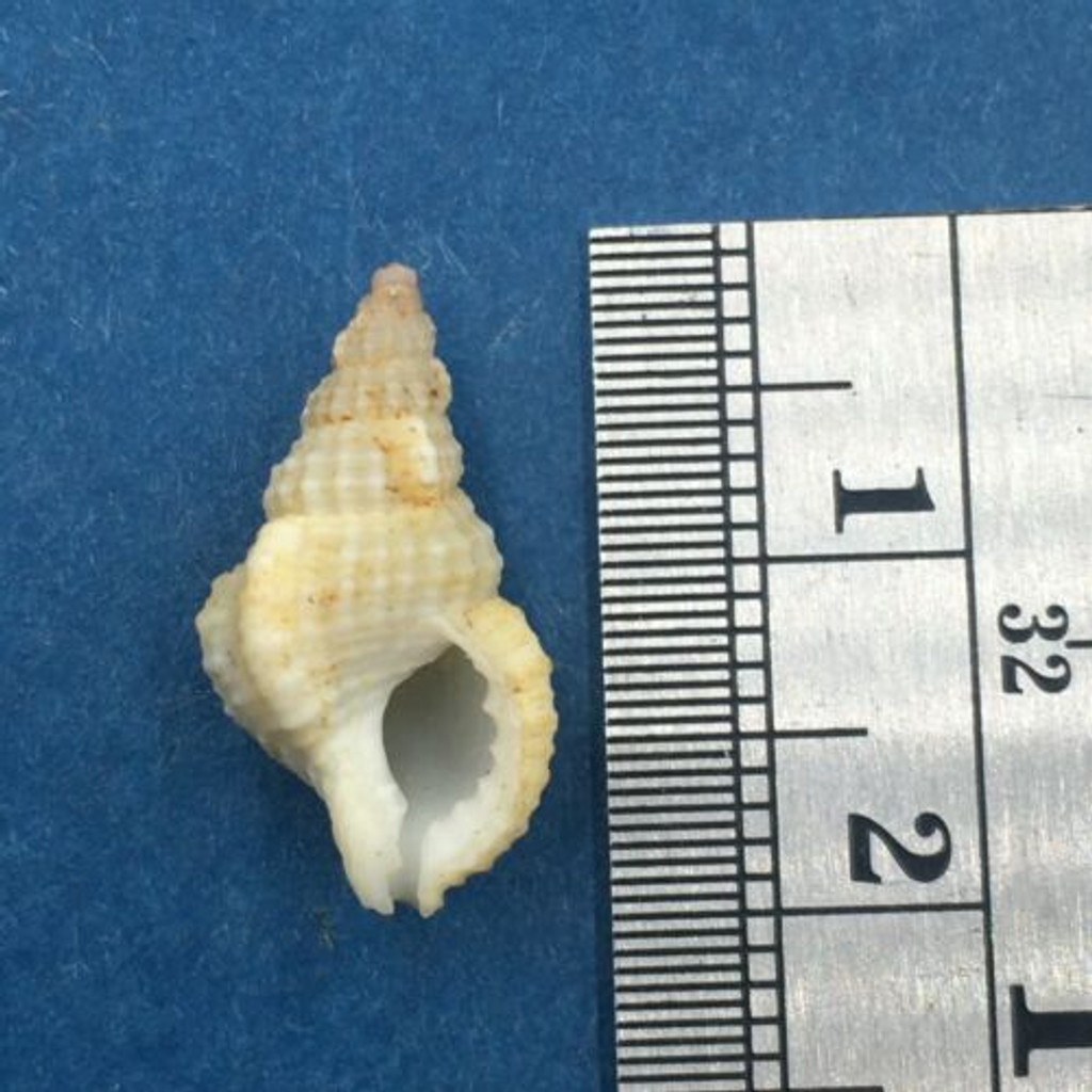 Cymatiella eburnea 17.8mm Racecourse Bay, Pt. Macdonnell, S. Australia 4'