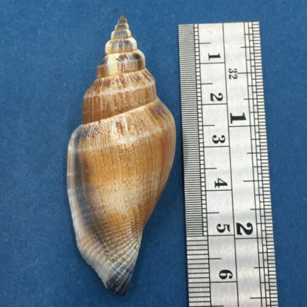 #3 Strombus (Canarium) urceus 58mm W/O Palawan, Philippines