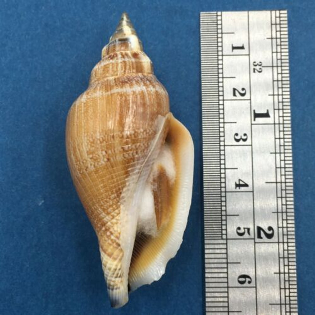 #3 Strombus (Canarium) urceus 58mm W/O Palawan, Philippines