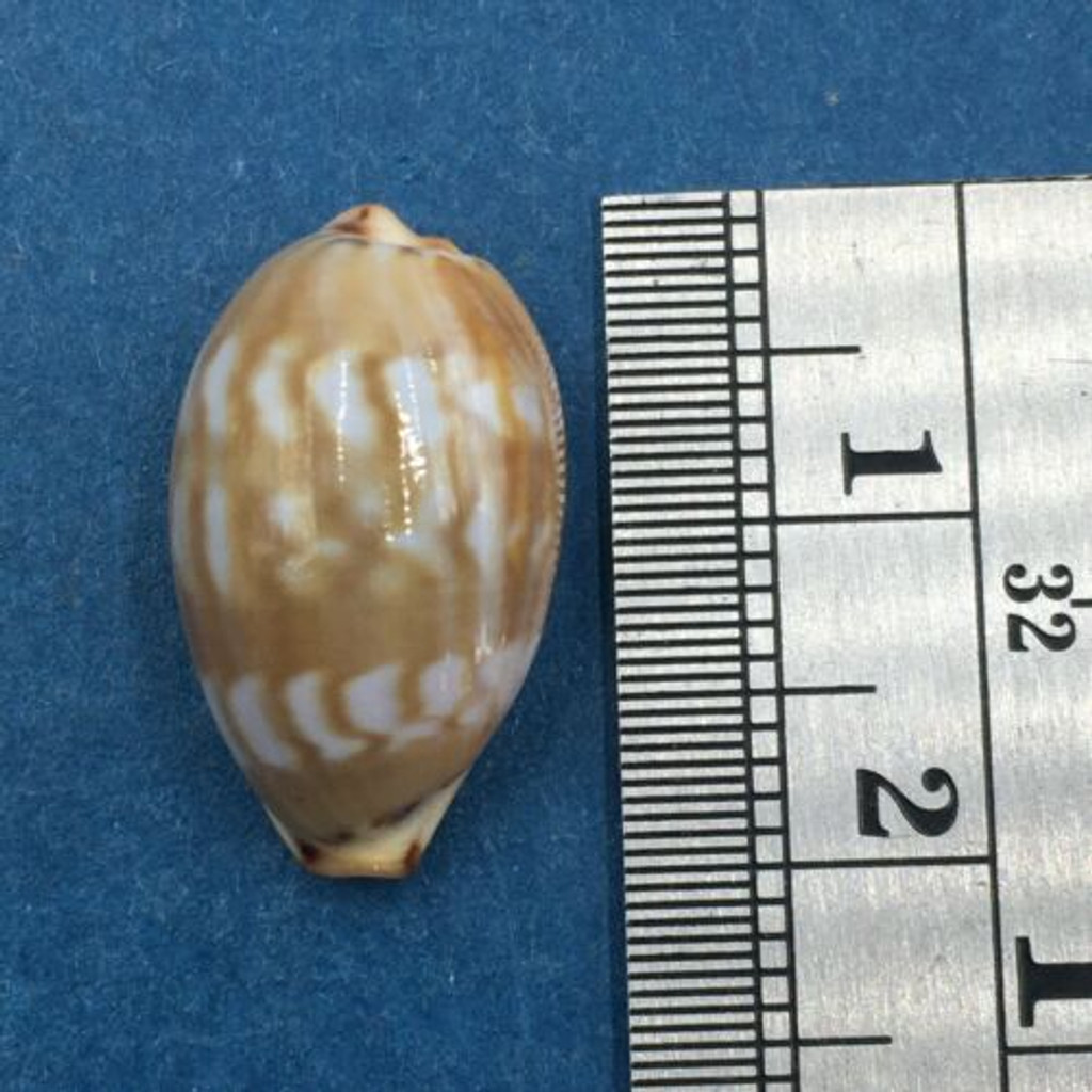 #30 Cypraea (Palmadusta) ziczac 19.3mm Bohol, Philippines, Shallow Water