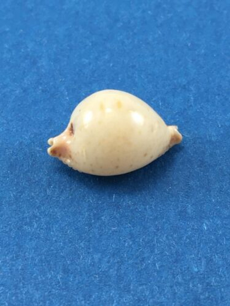 #1 Cypraea (Pustularia) bistrinotata 14.26mm Philippines 1980