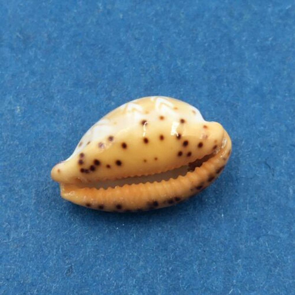 #51 Cypraea (Palmadusta) ziczac 16.5mm Bohol, Philippines, Shallow Water