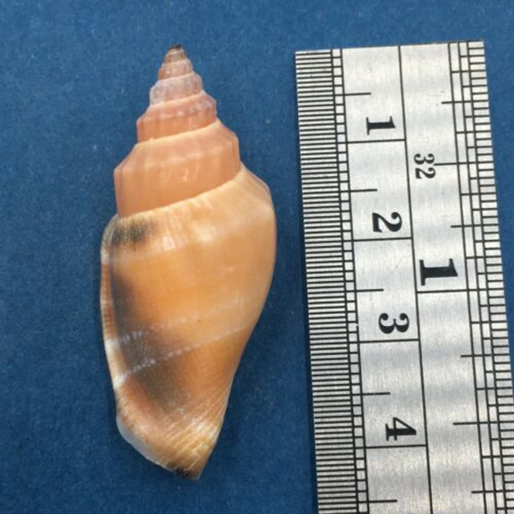 #12 Strombus (Canarium) urceus 39mm W/O Palawan, Philippines