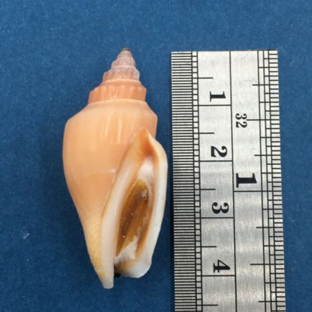 #12 Strombus (Canarium) urceus 39mm W/O Palawan, Philippines