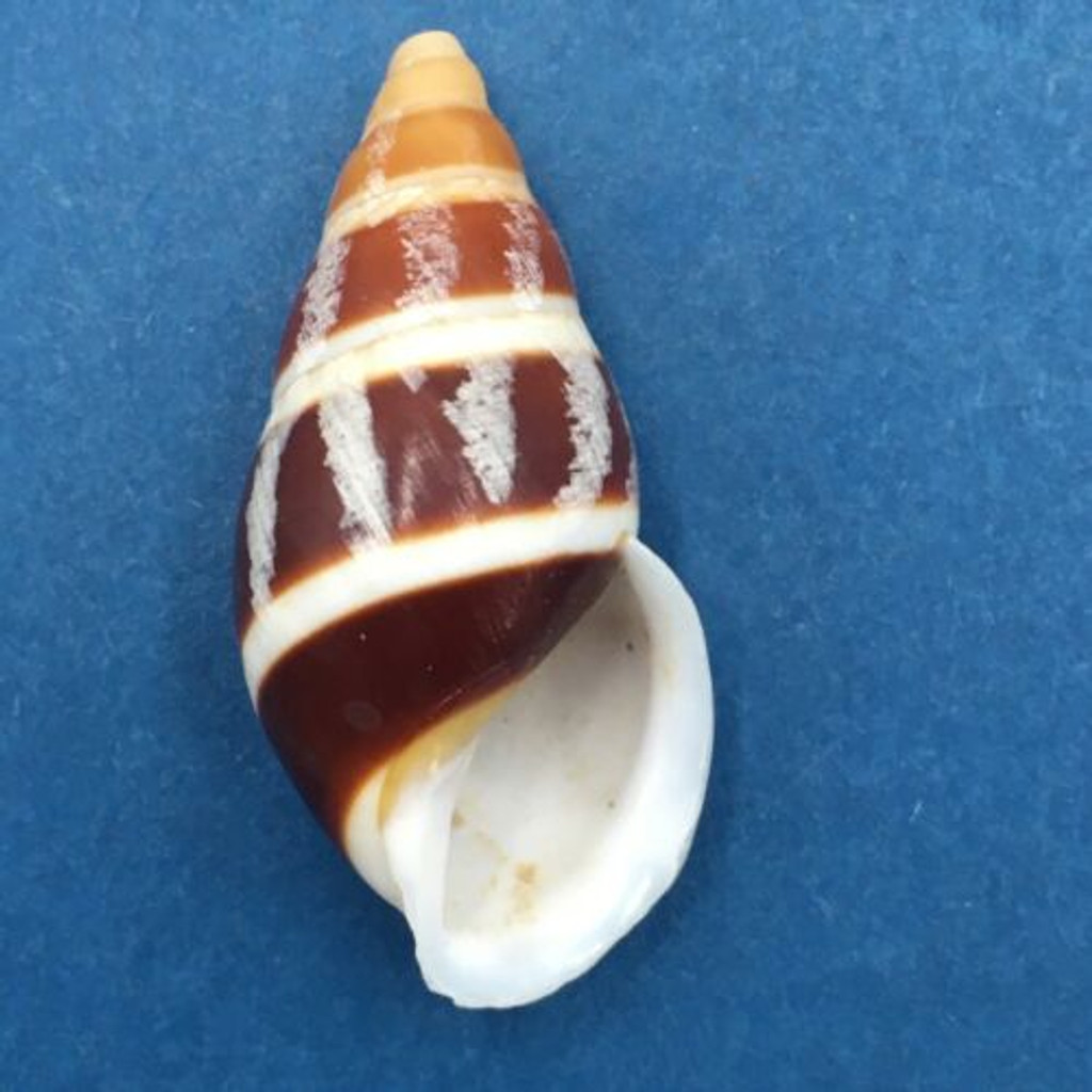 #13 Dolichostyla virgata 40mm Romblon Island Philippines From Trees In Mountains