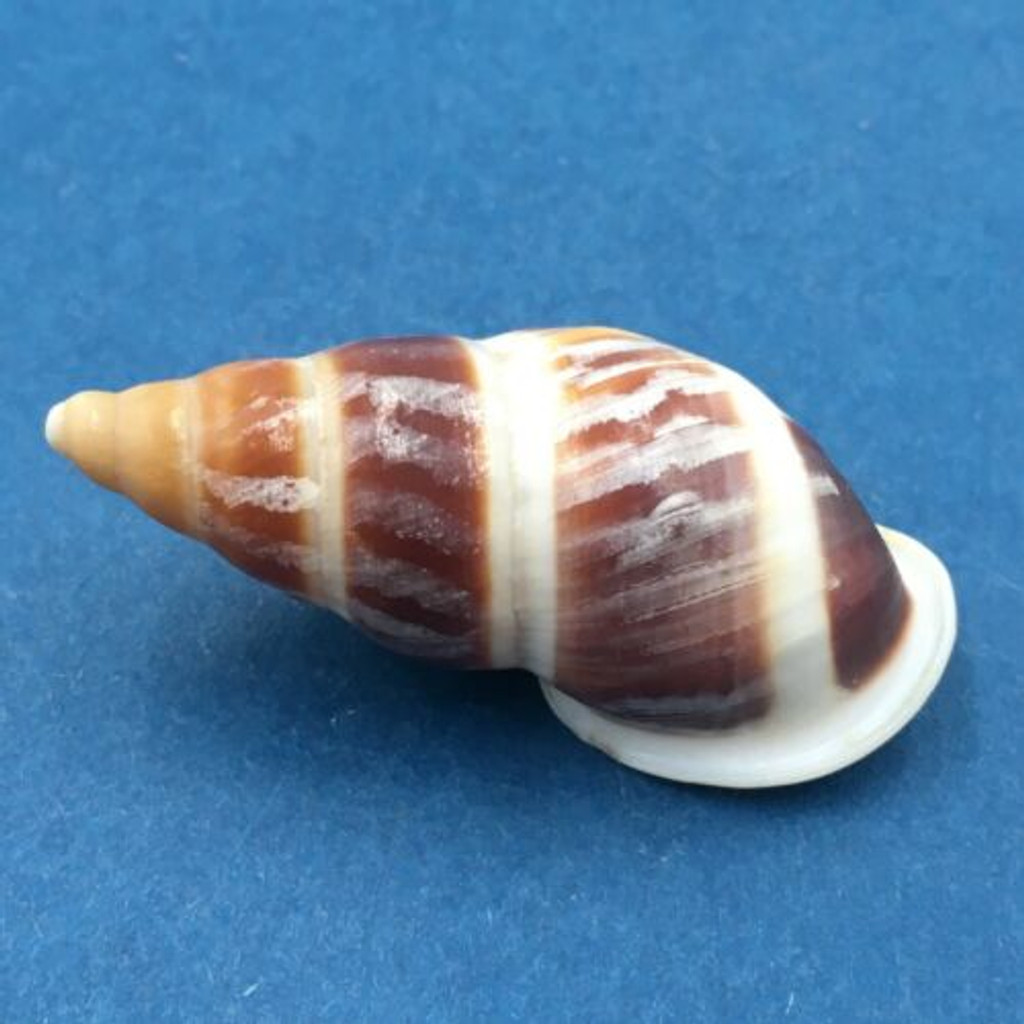 #3 Dolichostyla virgata 44mm Romblon Island, Philippines From Trees In Mountains