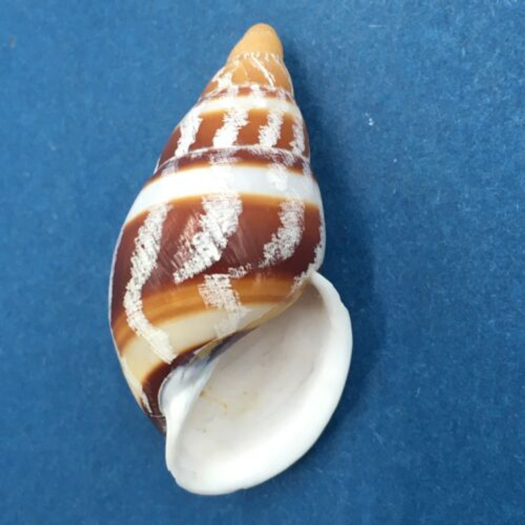 #4 Dolichostyla virgata 43mm Romblon Island, Philippines From Trees In Mountains