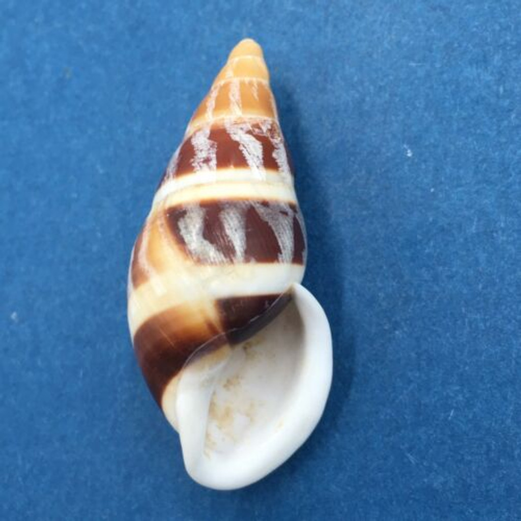 #5 Dolichostyla virgata 43mm Romblon Island, Philippines From Trees In Mountains