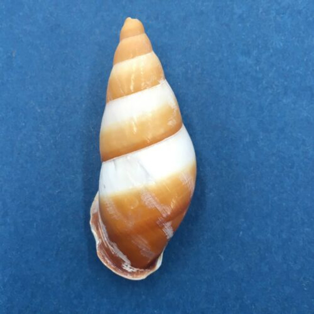 #7 Dolichostyla virgata 45mm Romblon Island, Philippines From Trees In Mountains