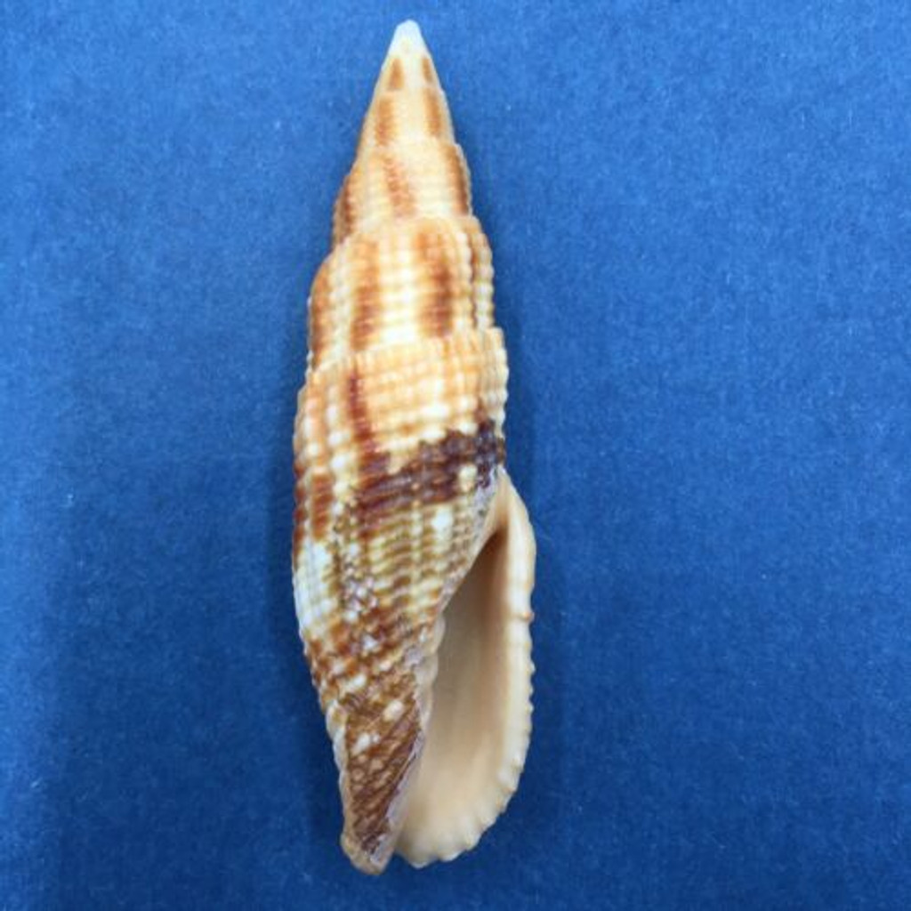 Mitra incompta 59mm Negros Island, Philippines, Dived, 10m