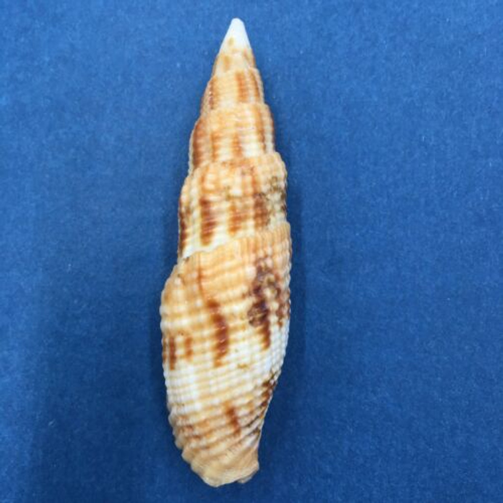 Mitra incompta 59mm Negros Island, Philippines, Dived, 10m