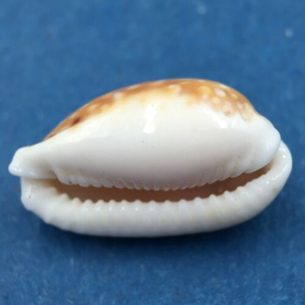 #12 Cypraea (Naria) labrolineata 18.2mm Samar Island, Philippines, Dived, 10m