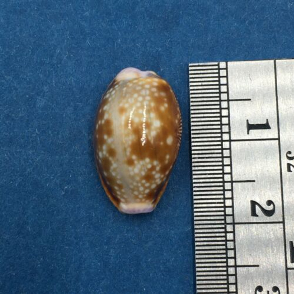 #2 Cypraea Helvola Argella 17.5mm Zavora Mozambique Fresh Dead On Reef Low Tide
