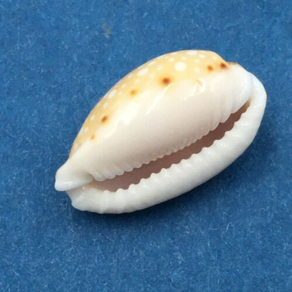 #37 Cypraea (Naria) labrolineata17mm Samar Island, Philippines, Dived, 10m