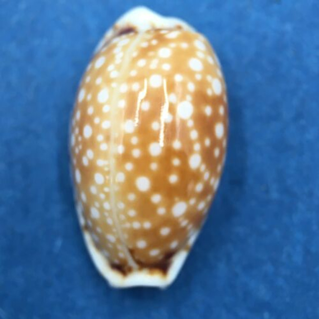 #22 Cypraea (Naria) labrolineata 18.1mm Samar Island, Philippines, Dived, 10m