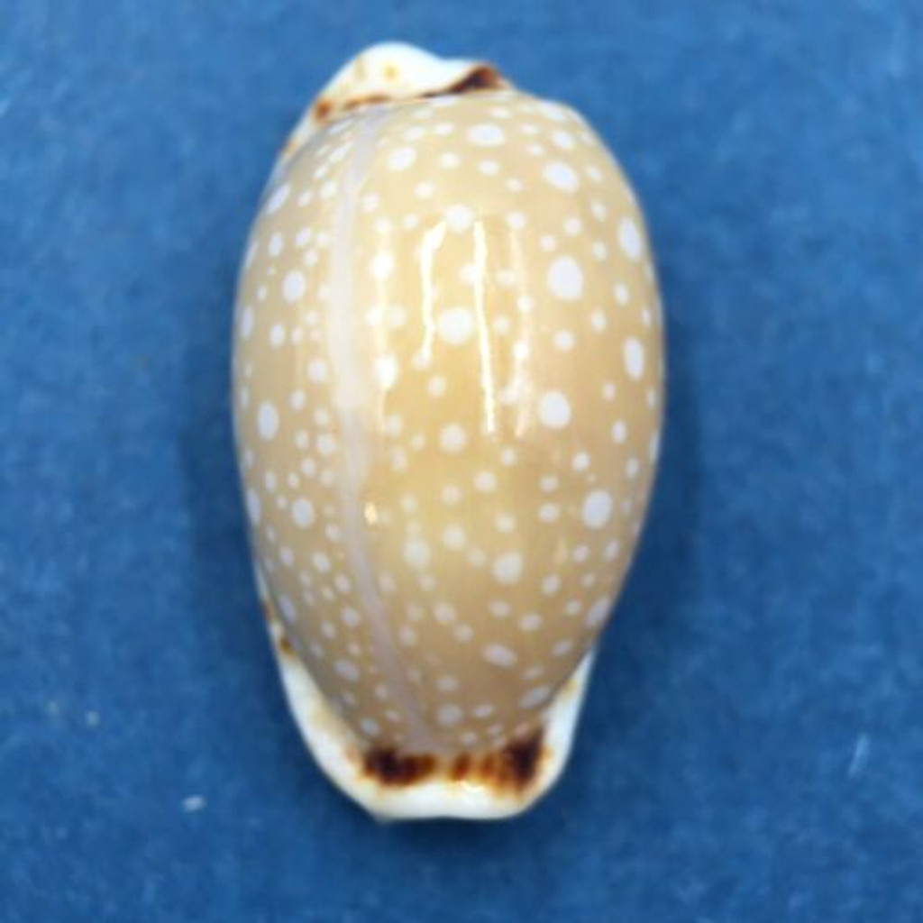 #6 Cypraea (Naria) labrolineata 19.1mm Samar Island, Philippines, Dived, 10m