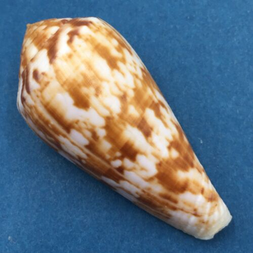 Conus (Afonsoconus) kinoshitai 57mm Cebu Island, Philippines, In Fish Net, 80m