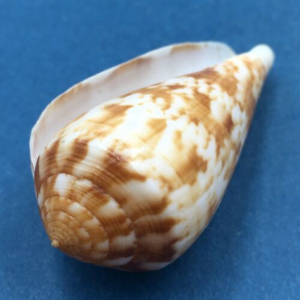 Conus (Afonsoconus) kinoshitai 57mm Cebu Island, Philippines, In Fish Net, 80m