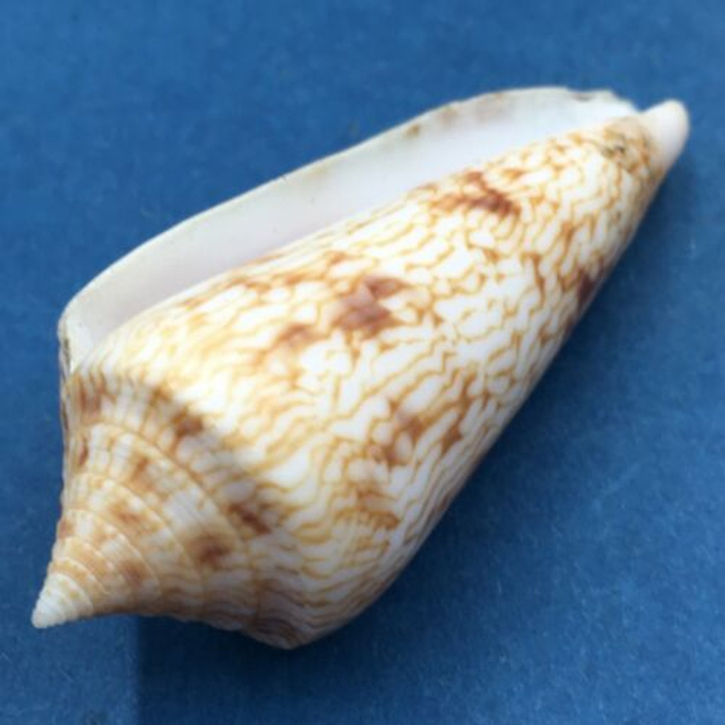 #3 Conus (Phasmoconus) neptunus 53mm Batangas Island, Philippines, Dived, 10m