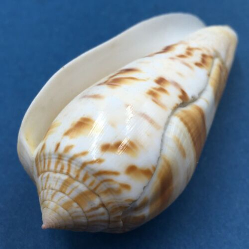 #2 Conus (Textilia) dusaveli 76mm Cebu Island, Philippines, In Fish Net, 80-90m