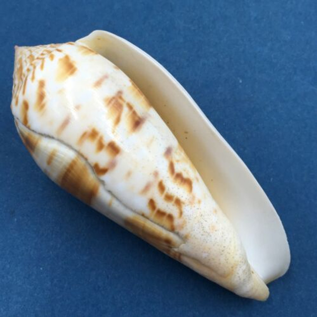 #2 Conus (Textilia) dusaveli 76mm Cebu Island, Philippines, In Fish Net, 80-90m