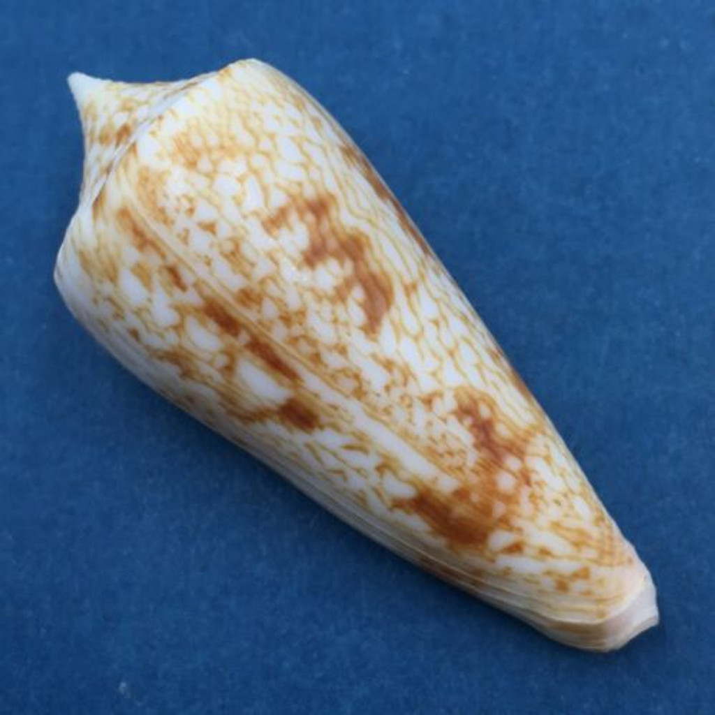 #5 Conus (Phasmoconus) neptunus 51mm Batangas Island, Philippines, Dived, 10m