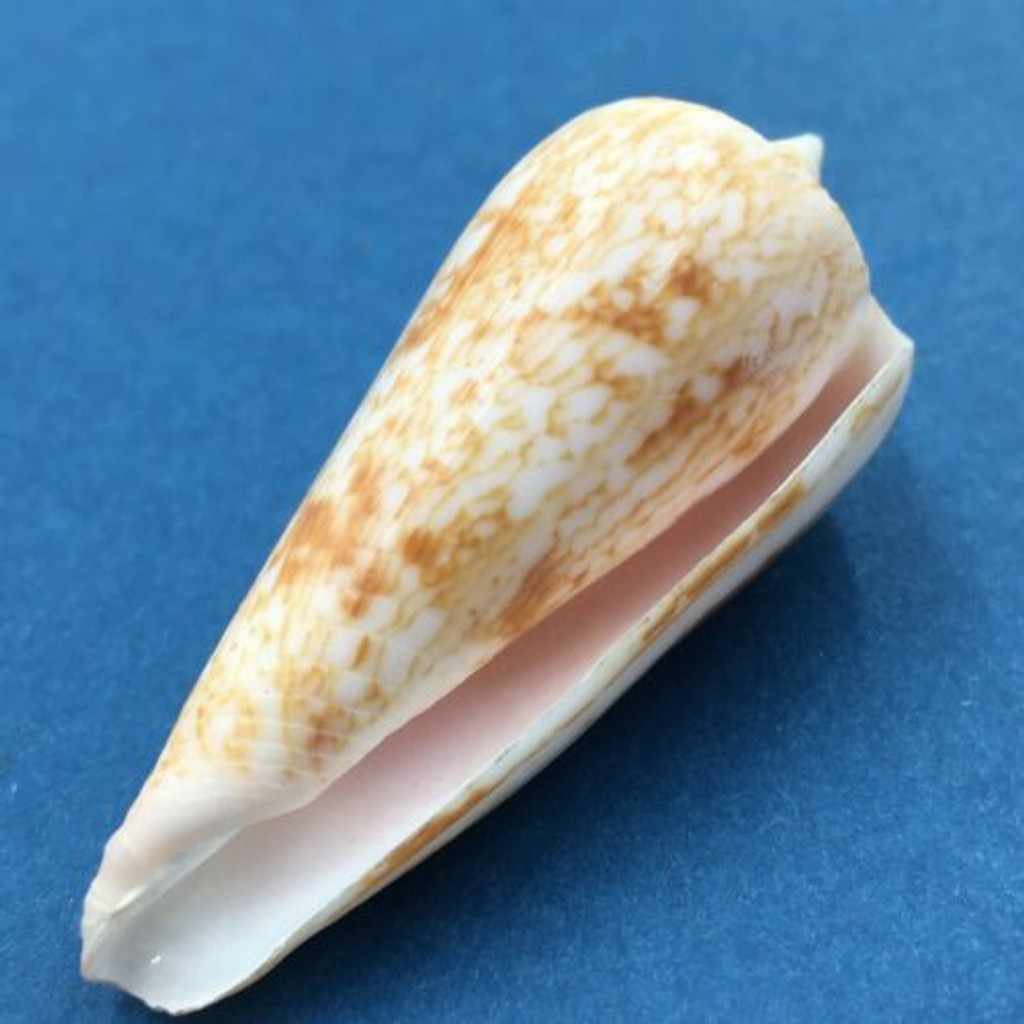 #5 Conus (Phasmoconus) neptunus 51mm Batangas Island, Philippines, Dived, 10m