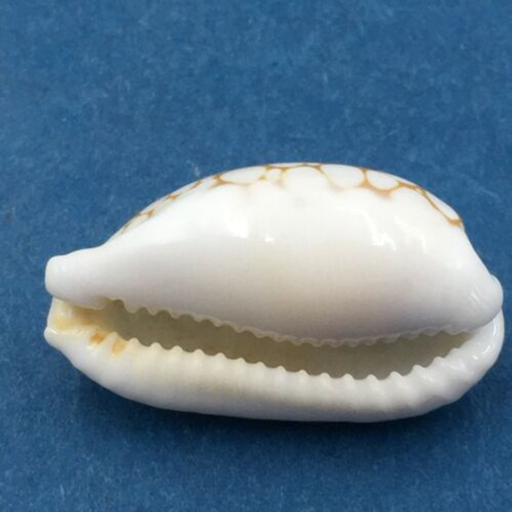 #19 Cypraea (Cribrarula) cribraria 26mm Masbate, Philippines, Dived, 15m