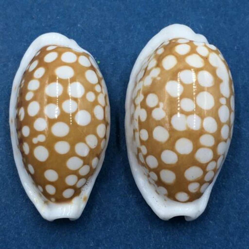 #38 Cypraea cribraria Set x2 23-24mm Samar Island, Philippines, Dived, 15m