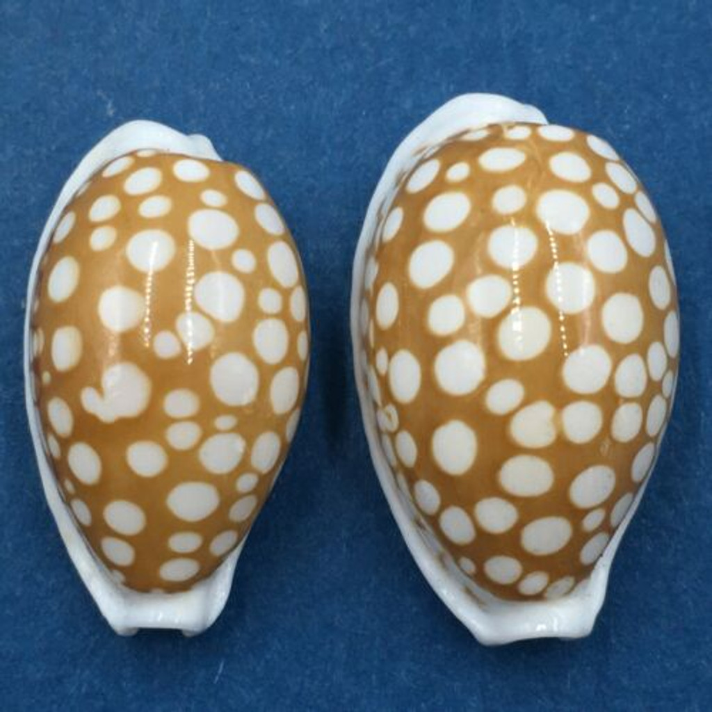 #45 Cypraea cribraria Set x2 22-23mm Samar Island, Philippines, Dived, 15m