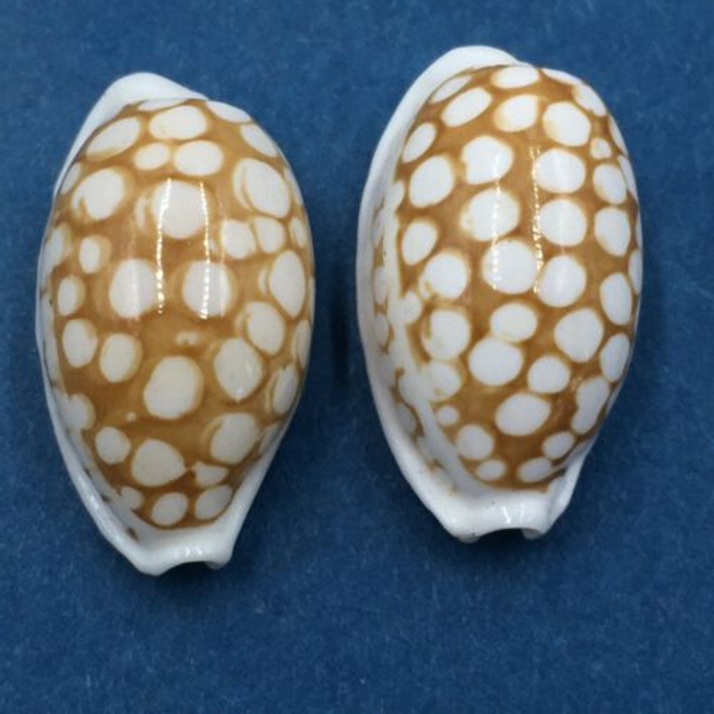 #49 Cypraea cribraria Set x2 21-22mm Samar Island, Philippines, Dived, 15m