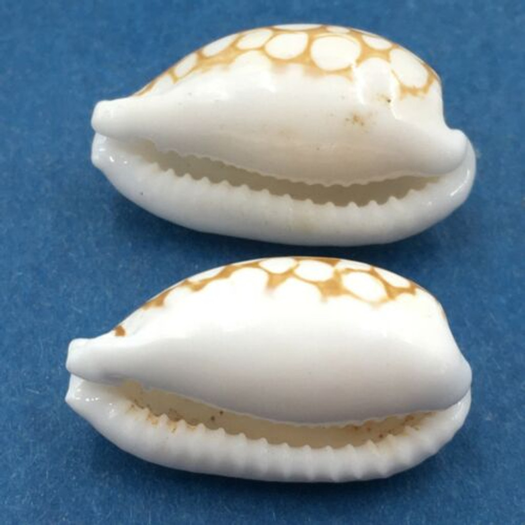 #49 Cypraea cribraria Set x2 21-22mm Samar Island, Philippines, Dived, 15m