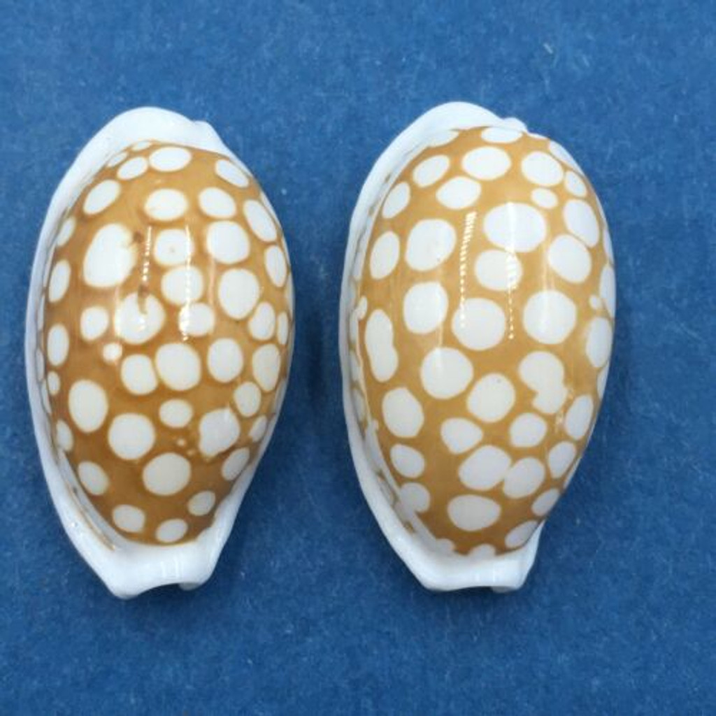 #51 Cypraea cribraria Set x2 22-23mm Samar Island, Philippines, Dived, 15m