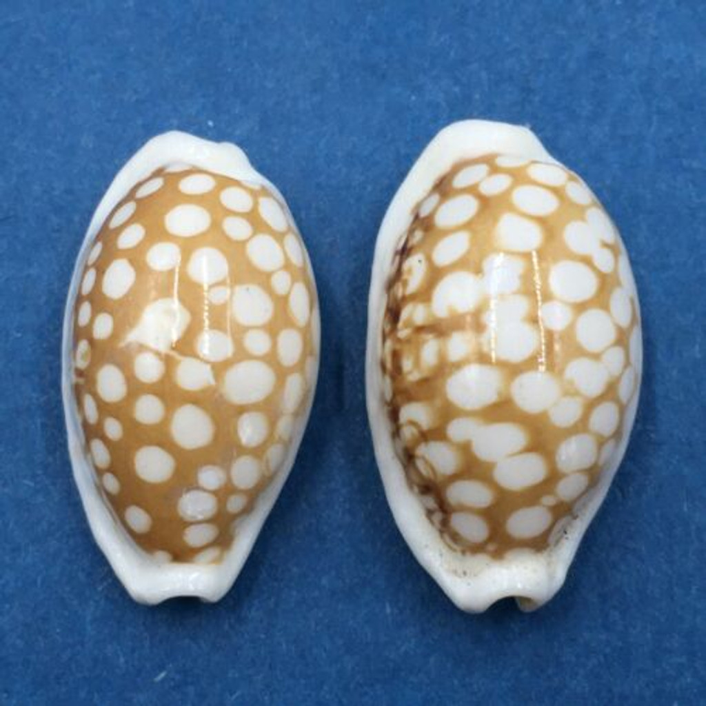 #52 Cypraea cribraria Set x2 23mm Samar Island, Philippines, Dived, 15m