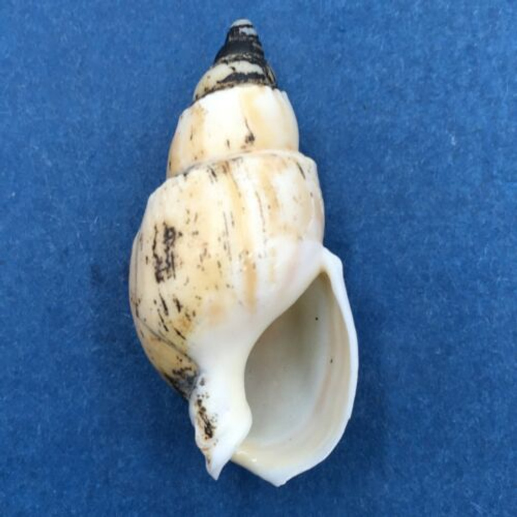 #2 Buccinanops cochlidium 35mm Mar del Plata, Argentina, Trawled 40-60m On Mud